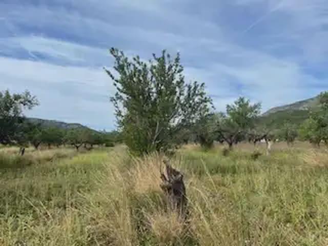 Terreno/Finca Rústica en venta en Cabanes, Castellón Costa Azahar