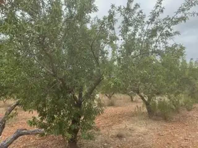 Terreno/Finca Rústica en venta en Cabanes, Castellón Costa Azahar