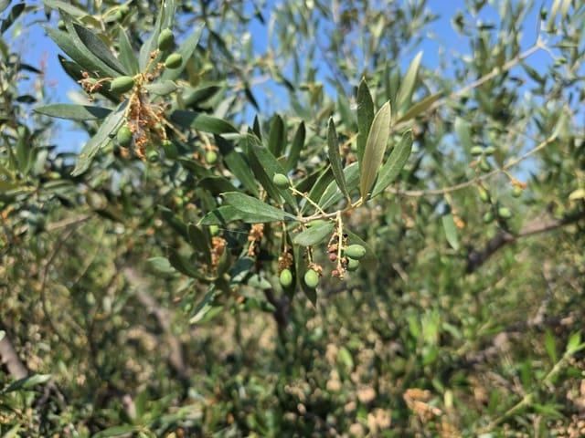 Terreno/Finca Rústica en venta en Calasparra, Murcia