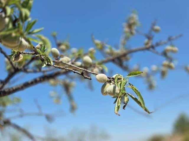 Terreno/Finca Rústica en venta en Calasparra, Murcia