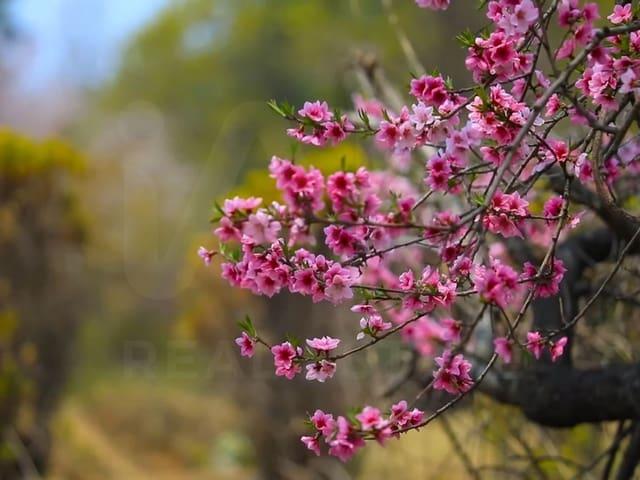 Terreno/Finca Rústica en venta en Cieza, Murcia