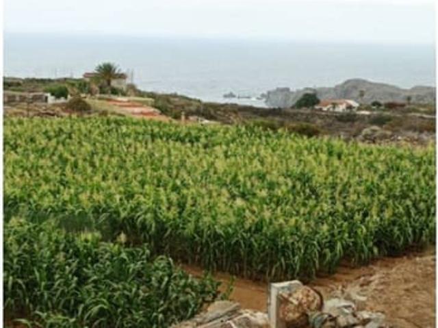 Terreno/Finca Rústica en venta en Icod de los Vinos, Tenerife