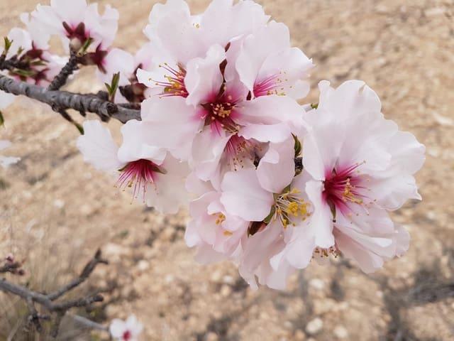 Terreno/Finca Rústica en venta en Jumilla, Murcia