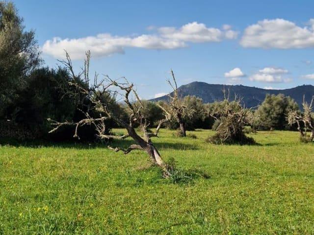 Terreno/Finca Rústica en venta en Llubí, Mallorca