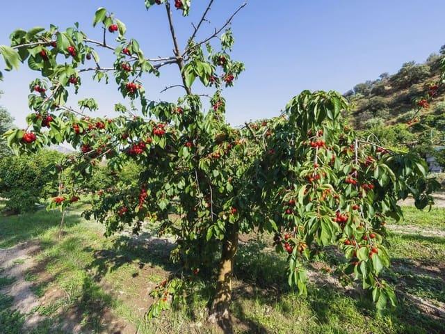 Terreno/Finca Rústica en venta en Pinos Genil, Granada