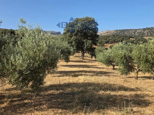 Terreno/Finca Rústica en venta en Ronda, Málaga