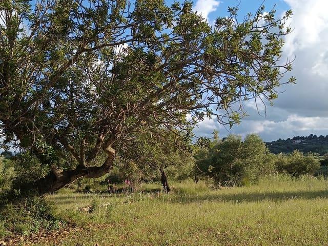 Terreno/Finca Rústica en venta en Sant Jordi, Castellón