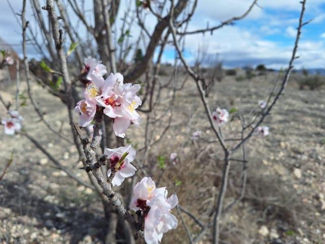 Terreno/Finca Rústica en venta en Salinas, Alicante
