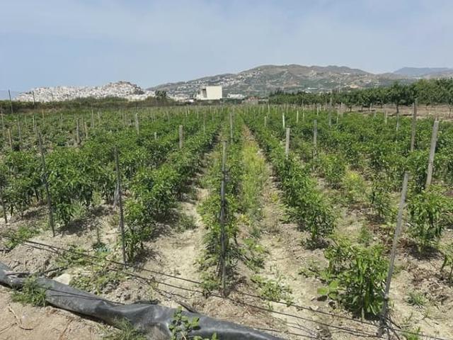 Terreno/Finca Rústica en venta en Salobreña, Granada Costa Tropical