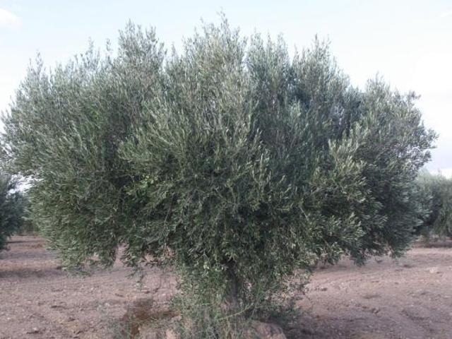 Terrenos 30333 Cuevas De Reyllo Murcia 81641611