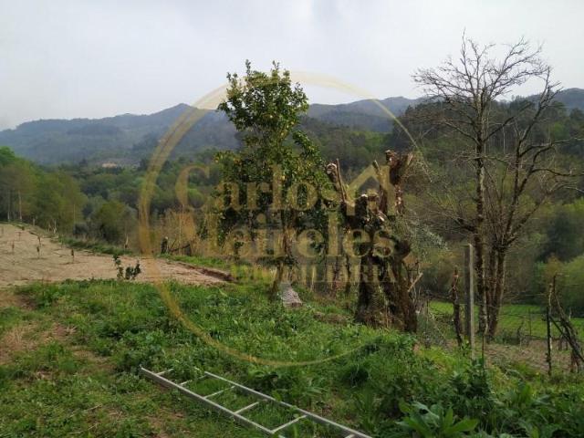 Terrenos Terras de Bouro Terras de Bouro DS98319318