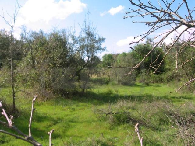 Terrenos Tomar Tomar DLS101470434