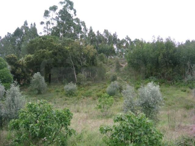 Terrenos Tomar Tomar DLS102105150