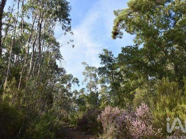 Terrenos Tomar Santarem DLS96240426