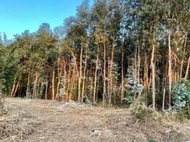 Terrenos Tondela Tondela DLS97509463