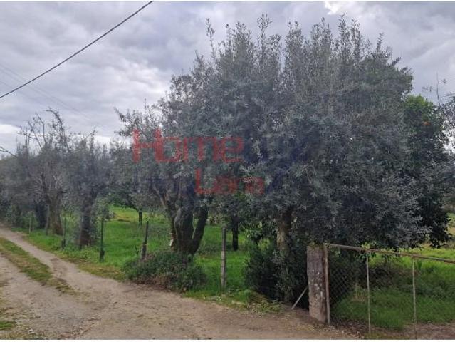 Terrenos Tondela Tondela DLS97124195