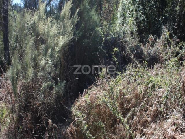 Terrenos Tondela Tondela DS91168491