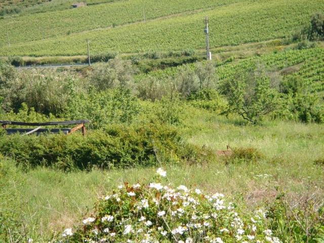 Terrenos Torres Vedras Torres Vedras DS97121055