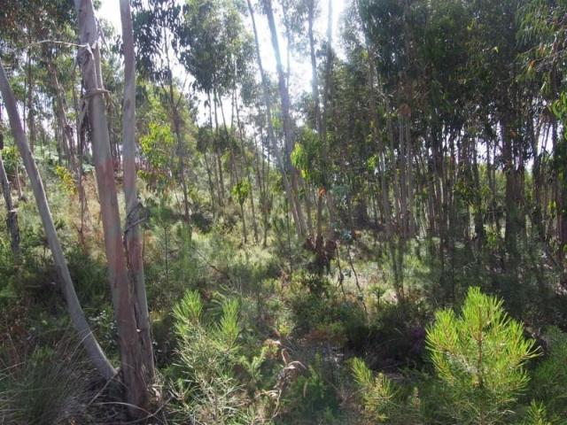 Terrenos Torres Vedras Torres Vedras DS98026113