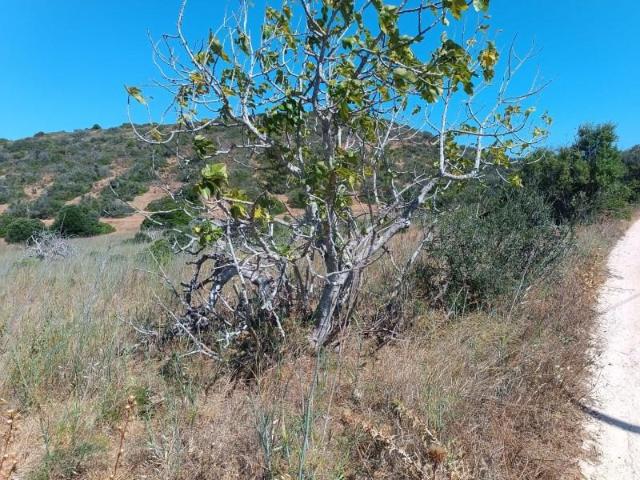 Terrenos Vila do Bispo Vila do Bispo DS97513218