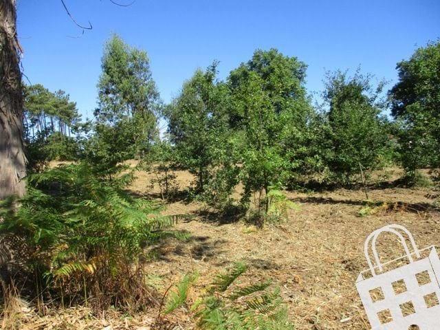Terrenos Viseu Viseu DLS62048406