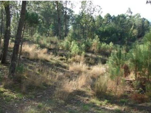 Terrenos Viseu Viseu DLS101329926