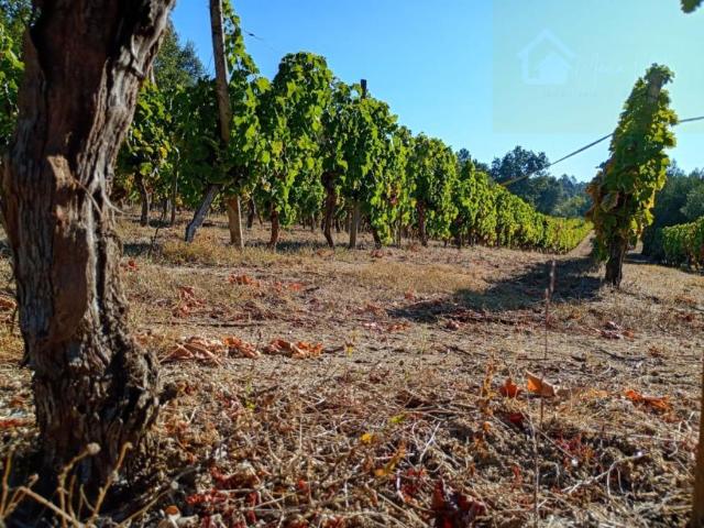 Terrenos Viseu Mangualde 3530 DS101826674