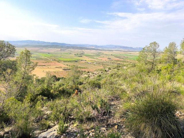 Terrenos Yecla Murcia 101338038