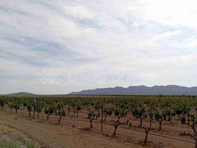 Terrenos Yecla Murcia LS81648093