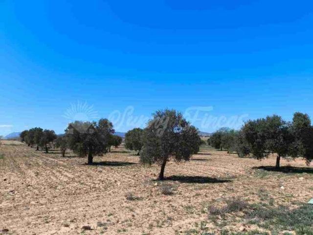 Terrenos Yecla Murcia LS90100910