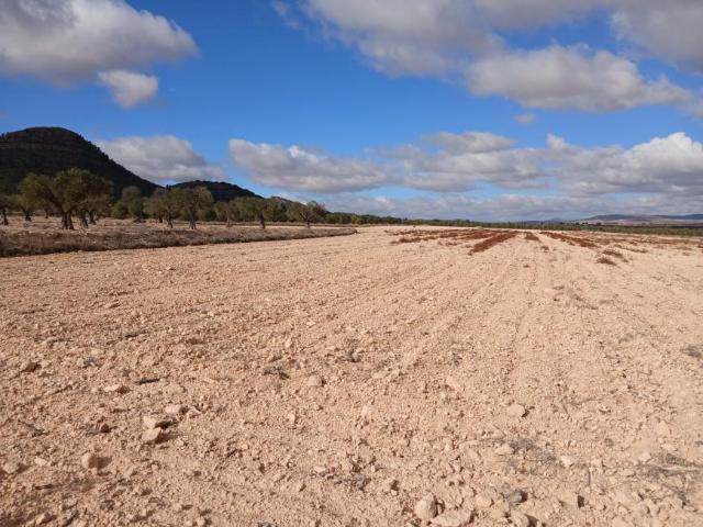 Terrenos Yecla Murcia LS101127768