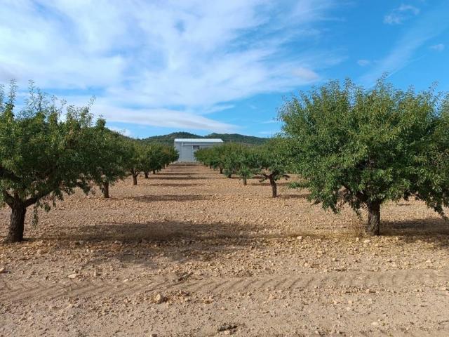 Terrenos Yecla Murcia LS101133147