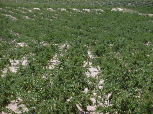 Terrenos Yecla Murcia LS101136338