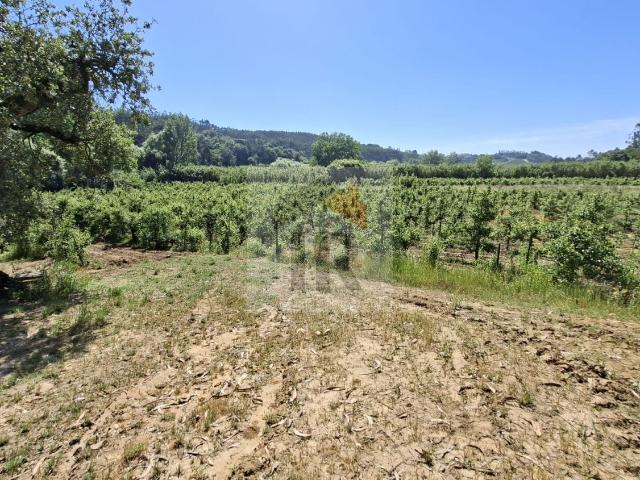 Terrenos Agrícola com 11.000 m²
