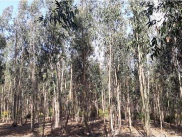 Terrenos Águeda Águeda DLS94093541