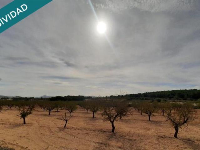 Terrenos Almansa Albacete LS102203885