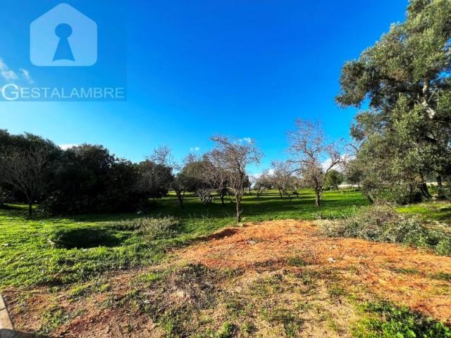 Terrenos Albufeira Albufeira DS96438285