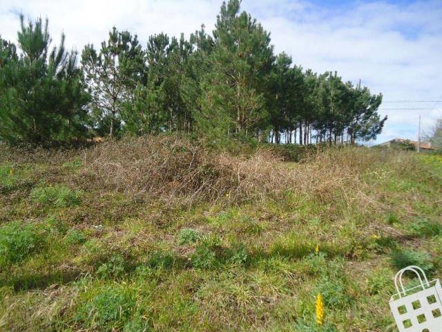 Terrenos Alcobaça Leiria DLS70842572