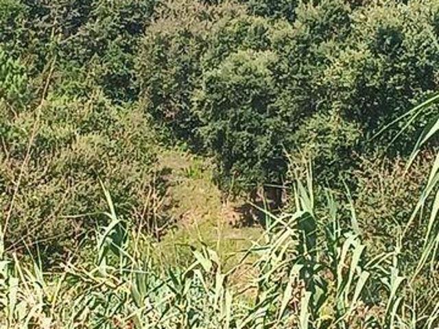 Terrenos Alcobaca Leiria DLS98378255