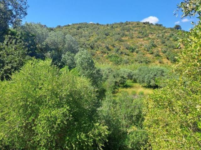 Terrenos Alcoutim Algarve DS90317050