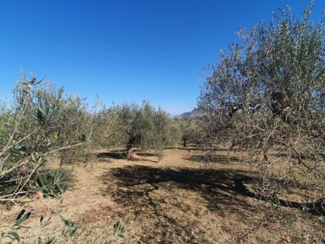 Terrenos Alhaurín El Grande Málaga 85464660