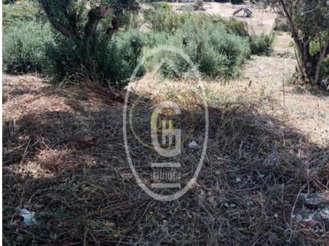 Terrenos Alpiarça Alpiarça DLS97118555