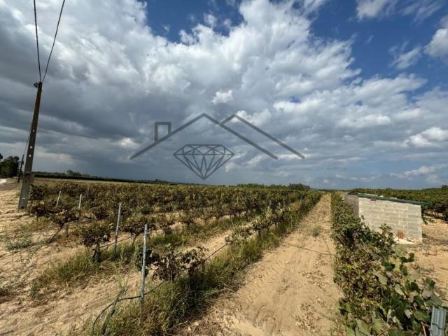 Terrenos Alpiarça Alpiarça DLS97119994