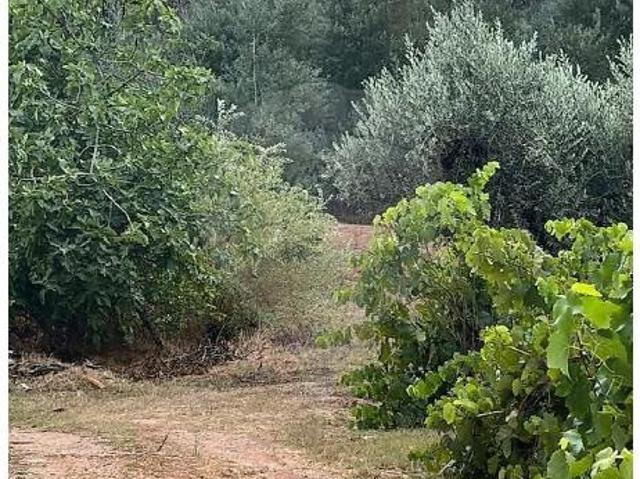 Terrenos Alvaiázere Alvaiázere DS100534058
