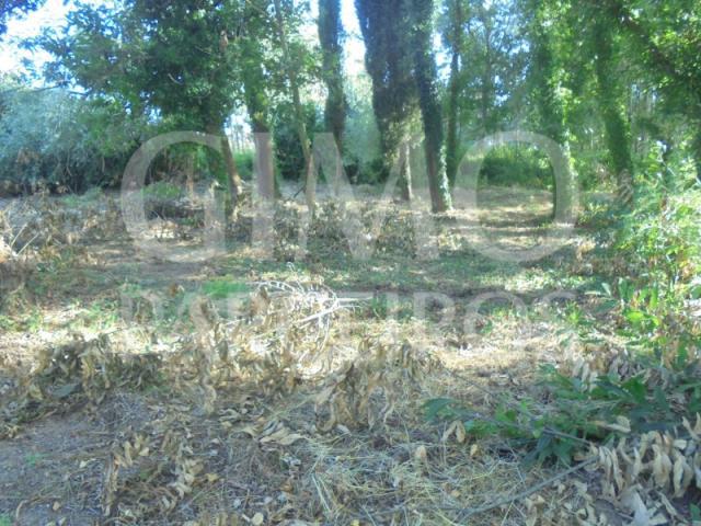 Terrenos Anadia Anadia DS87036258