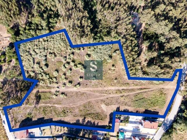 Terrenos Anadia Anadia DS90619636