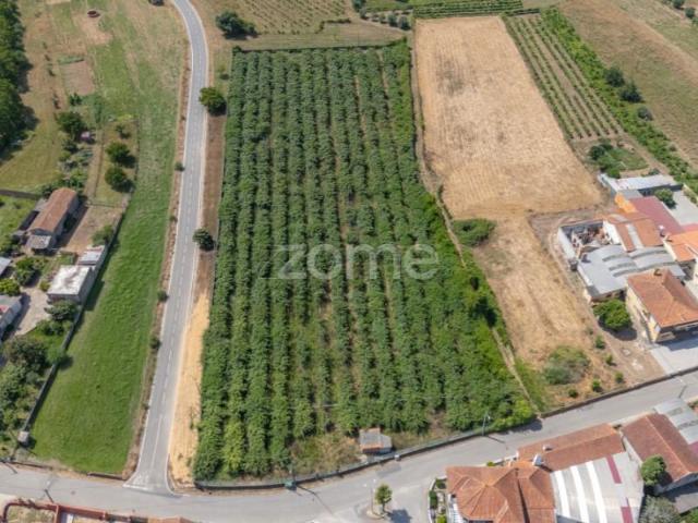 Terrenos Anadia Anadia DS96175472
