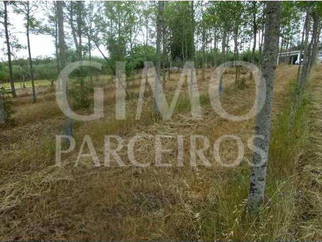 Terrenos Anadia Anadia DS98535053