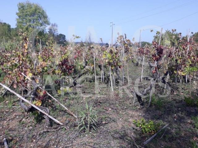 Terrenos Anadia Anadia DS99747223