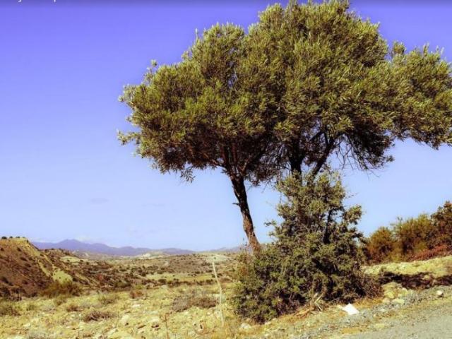 Terrenos Benissa Alicante 83122351